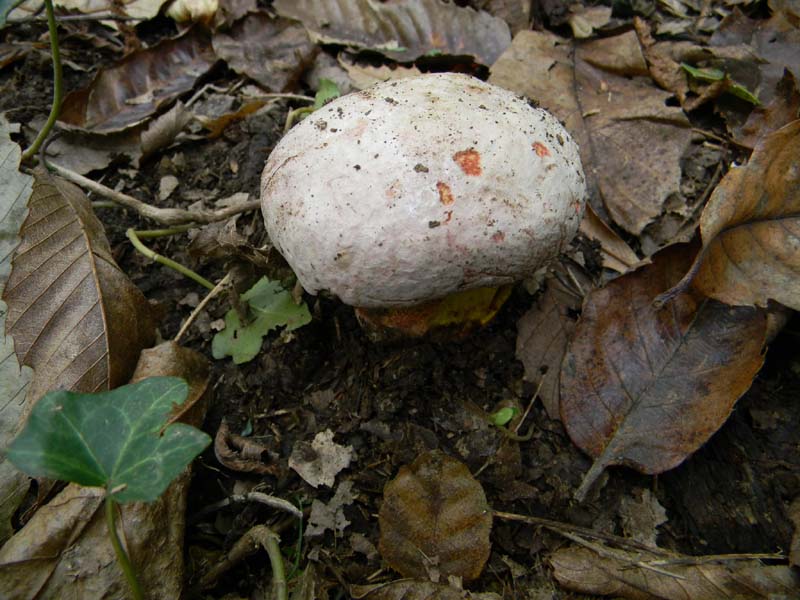 2) Il seguito del 19.10.2010.